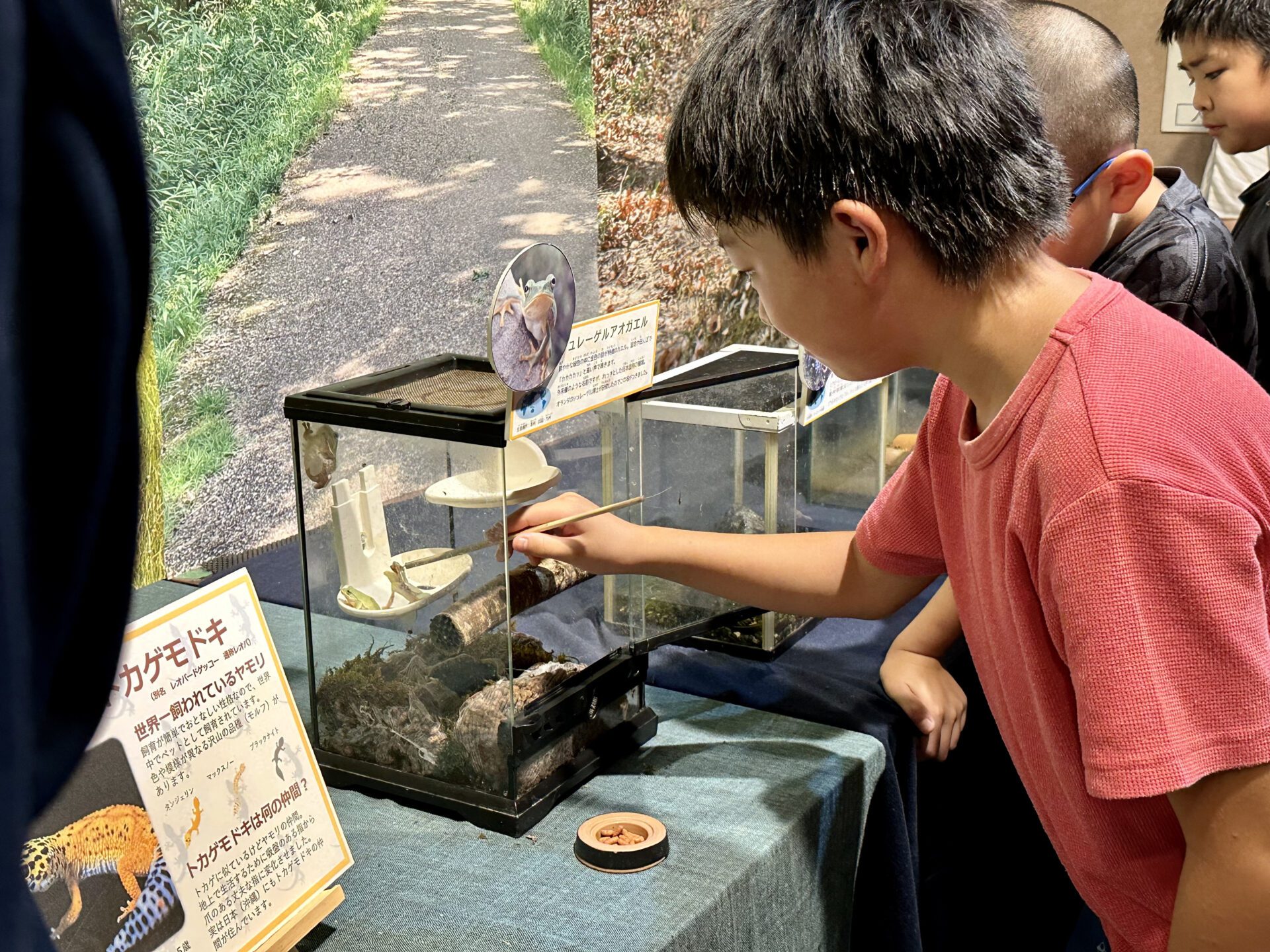 イベント報告『カエルを飼おう』 | 三重県上野森林公園