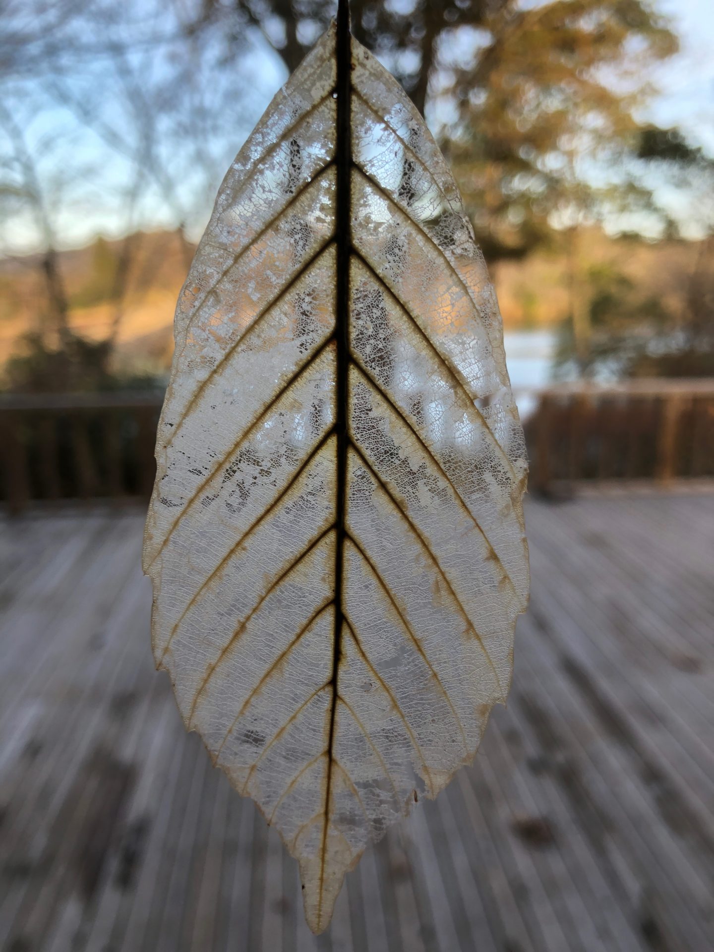 葉脈標本 三重県上野森林公園