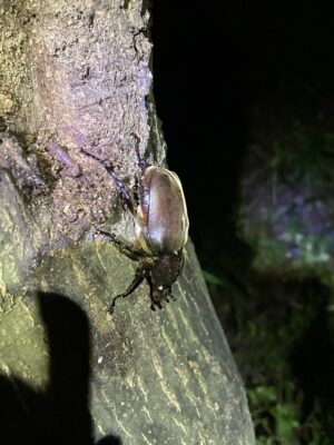 抽選 夜の森で虫を探そう 7 17の部 三重県民の森